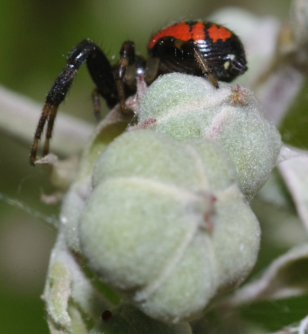 Synema globosum